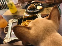 -柯斗斗主题餐厅·狗咖·围炉煮茶·茶饮(国瑞升平里店)