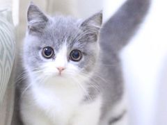 -欣宠猫屋·矮脚拿破仑·蓝金金渐层