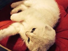 Mikaku-MIKAKU(万达广场上海宝山店)