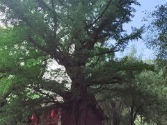-晋祠公园
