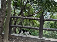 -上海佘山国家森林公园天马山园