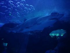 -成都浩海立方海洋公园