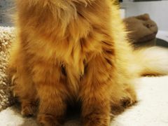 -喵园·猫主题咖啡厅·撸猫·猫咖(国贸店)