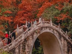-深圳仙湖植物园