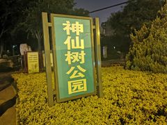 -神仙树公园