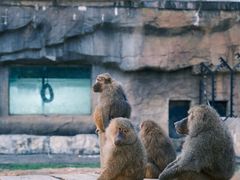 -大连森林动物园