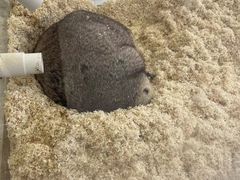 -怪兽屋·羊驼·猫咖·狗咖(俊华广场店)