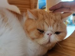 -喵园·猫主题咖啡厅·撸猫·猫咖(国贸店)