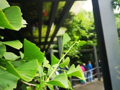 -都江堰中华大熊猫苑