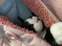 -瑞鹏宠物医院·宠保定点·心脏科·内科(御桥分院)