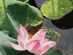-荔湾湖公园