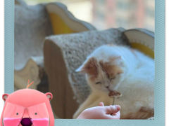 -Cappucimeow猫咪咖啡馆(韦伯时代店)