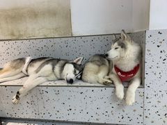 -Husky Go!哈士奇体验馆·宠物咖啡厅狗咖