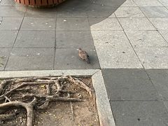 -石排湾郊野公园