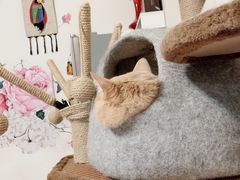 -瑞鹏宠物医院·爱宠堂·骨外专科(西荷分院)