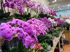 -双季花艺园艺市场(浦东店)