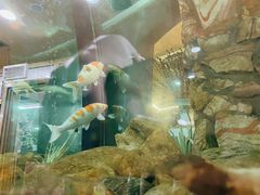 -齐海鱼圣深海石斑鱼火锅店(极地海洋世界店)