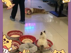 -平行世界·猫咖(首经贸店)