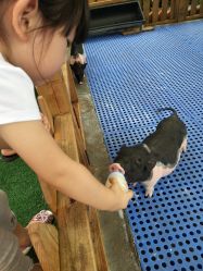 -萌宠亲子动物乐园(槐房万达店)