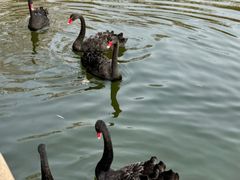 -石家庄市动物园