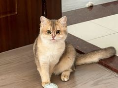 -小猫来了猫舍(福田店)