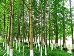 -桤木河湿地公园