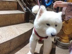 -more than meow吴止猫主题餐厅(承德 中船汇店)