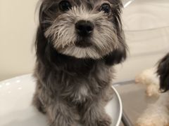 -有喵·猫咖·狗咖·40+猫狗有小奶狗(岗厦店)