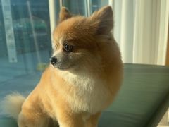 -帕帕拉兹宠物(亚洲旗舰店)