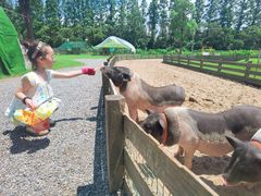 -前小桔亲子创意农场·草莓采摘·露营烧烤