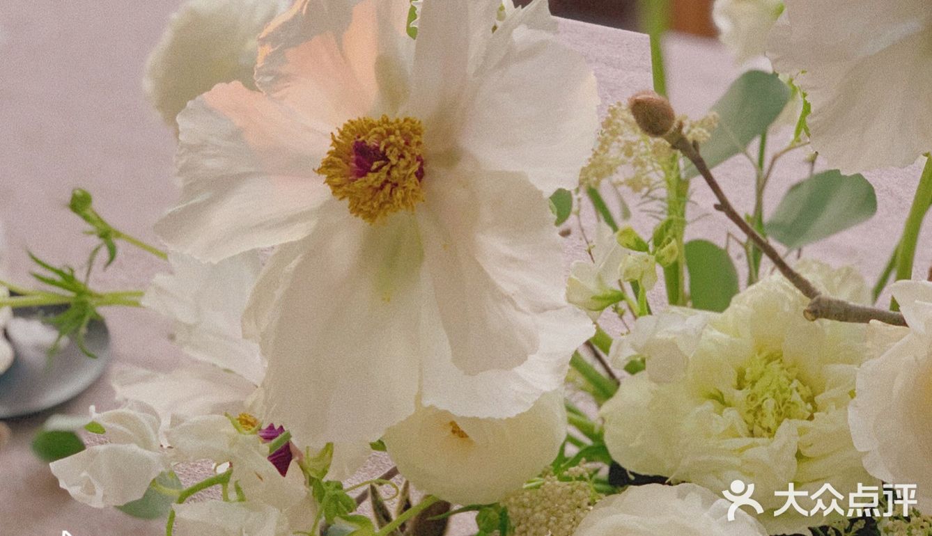 单瓣牡丹开花啦～