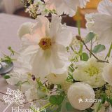 单瓣牡丹开花啦～