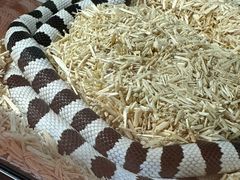 -帕帕拉兹宠物(亚洲旗舰店)