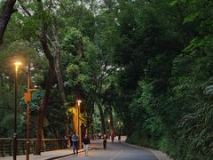 -深圳仙湖植物园