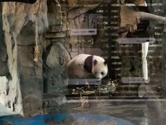 -成都动物园