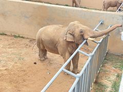 -西霞口神雕山野生动物世界