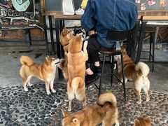 -柴犬高等学院·狗咖·柴犬售卖·宠物训练