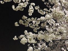 -武汉大学-樱园