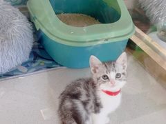-糯米喵星人总部直营旗舰店·猫舍·幼猫出售