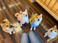 -豆柴町-柴犬主题狗咖(红鼎国际C座店)
