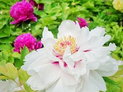 -莲花池公园