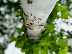 -重庆市江北嘴中央商务区中央公园