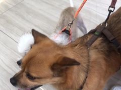 -申普宠物医院·眼科·心内科·影像科(普陀分院)