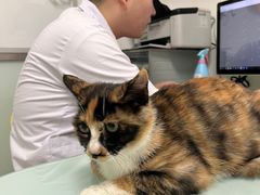 -宠福鑫康馨动物医院·骨科·眼科