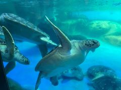 -海合安成都极地海洋公园