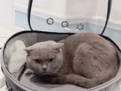-纳吉亚猫专科动物医院·北北分院