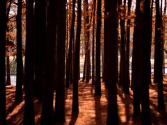 -上海共青森林公园