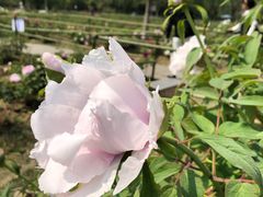 -合肥三国新城遗址公园