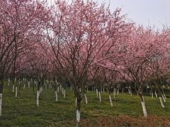 -龙头寺公园