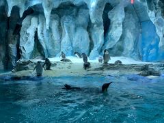 -帝企鹅自助餐厅•儿童岛•真企鹅(长隆企鹅酒店)